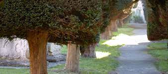 Gardening 101 Yew Tree Gardenista