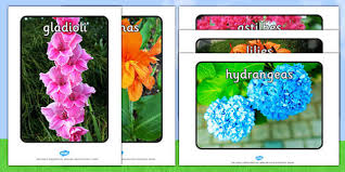 Flowers In Summer Teaching Wiki