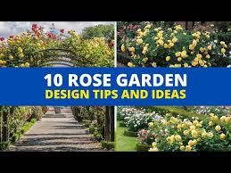 Rose Garden Design Ideas You Need To