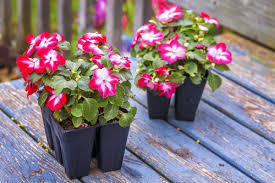 Best Flowers For Gardens 21 Flowering