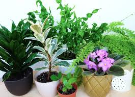 Indoor Plants For Purifying The Air