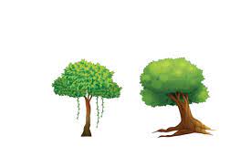 Big Tree For Shade Icon Graphic By