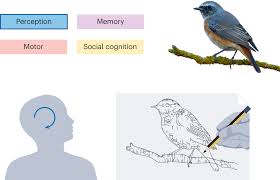 Drawing As A Versatile Cognitive Tool