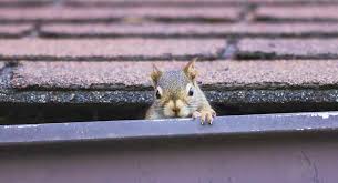 Squirrels In Gutters Nesting