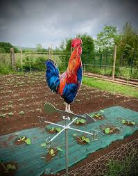 Rooster Realistic Cocl Wind