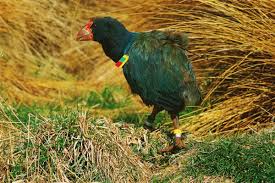 Takahe The Bird That Came Back From