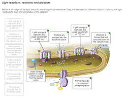 Biology Ch 5 Life Depends On