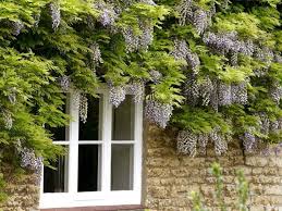 Perfect Climbing Plants For Your Garden