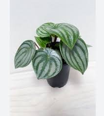 Air Purifying Plants Indoor Plants