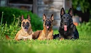 German Shepherds