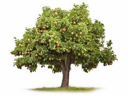 Fruit Tree Images Browse 302 625