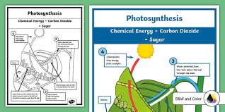 Photosynthesis In A Leaf Poster