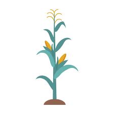 Corn Stalk Icon Clipart Avatar Logotype