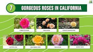 Best Roses To Grow Top Rose Gardens