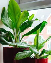 Big Leaf Plants Indoor Plants Oxy
