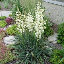 Adam S Needle Yucca Naturehills Com