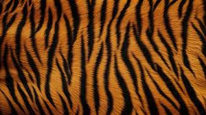 Wild Animal Print Wallpaper Tiger And