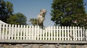 Dog Fence Stock Footage Royalty Free