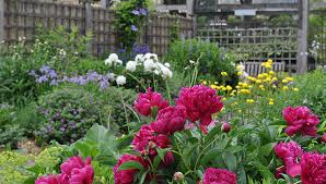 Growing Planting And Care Peonies