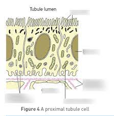 Proximal Tubule Cell Diagram Quizlet
