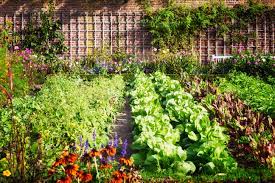 Urban Gardening And Its Positive Impact