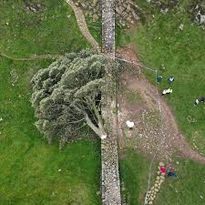 England S Beloved Sycamore Gap Tree Has