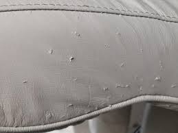 Repair Dog Cat Scratches On Leather