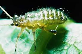 Houseplant Pests Five Common Bugs That
