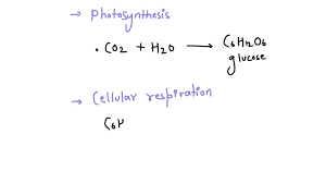 Solved B Photosynthesis And Cellular
