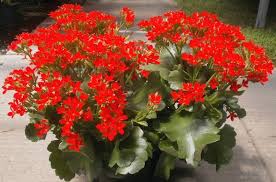 Houseplants That Have Red Flowers