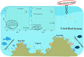Microplastics In The C Reef Systems