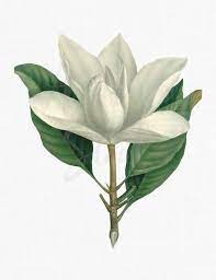 Flower Clip Art Southern Magnolia