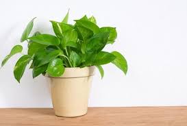 Vastu Tips Planting This Plant At Home