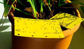 Get Rid Of Fungus Gnats In Houseplants