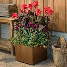 Ornamental Flowering Container Plants