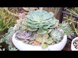 Plant A Succulent Dish Garden