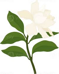 White Gardenia Flower Hand Drawn