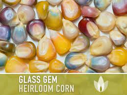 Glass Gem Corn Seeds Heirloom Seeds