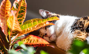 Pet Friendly Plants The Home Depot