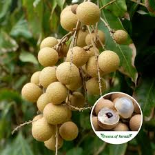 Buy Longan Diamond River Layer Fruit