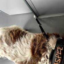 Car Boot Lead Dog Travel Restraint