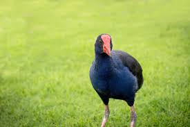Swamp Hen Images Browse 333 Stock