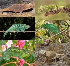 Chameleon Wikipedia