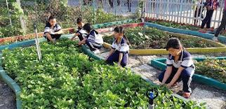 Growing School Gardens