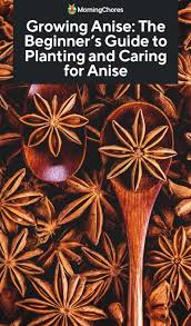 Growing Anise The Beginner S Guide To
