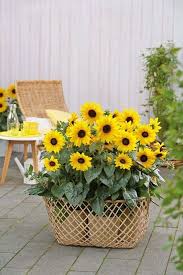 35 Beautiful Sunflower Garden Ideas To