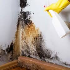 How To Get Rid Of Mold And Mildew