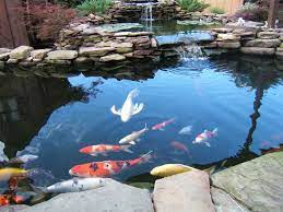 Koi Garden Fish Pond