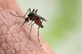 British Super Mosquitoes Being Deployed