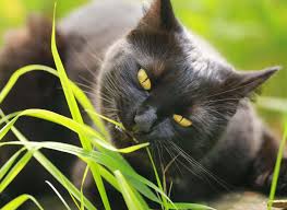 Top 5 Reasons Why Cats Eat Grass Tractive